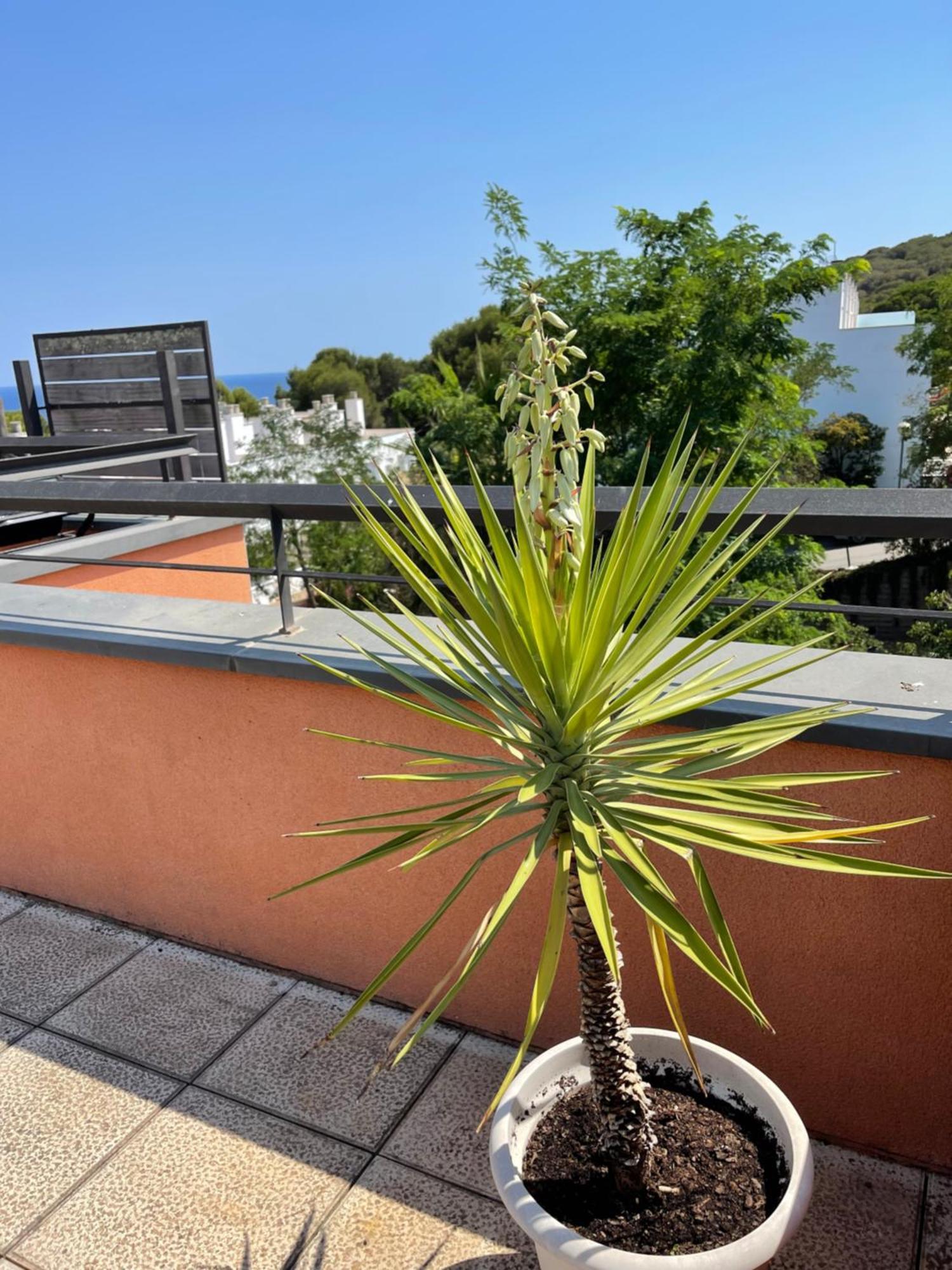 Sunny Apartment Sa Boadella Big Solarium Sea View Lloret de Mar Luaran gambar